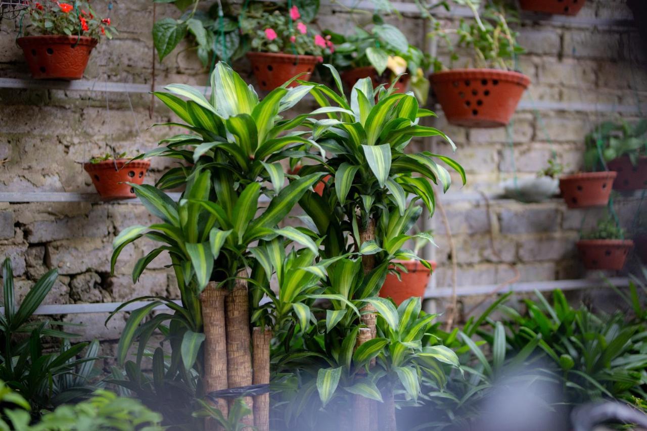 Lys Homestay Ninh Binh Exterior foto